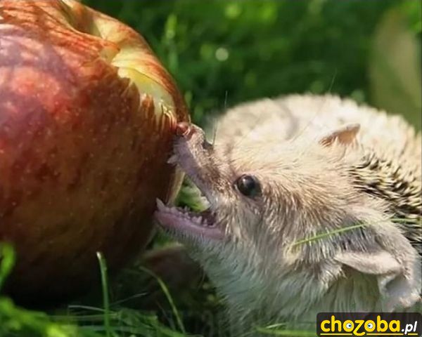 Groźny jeż