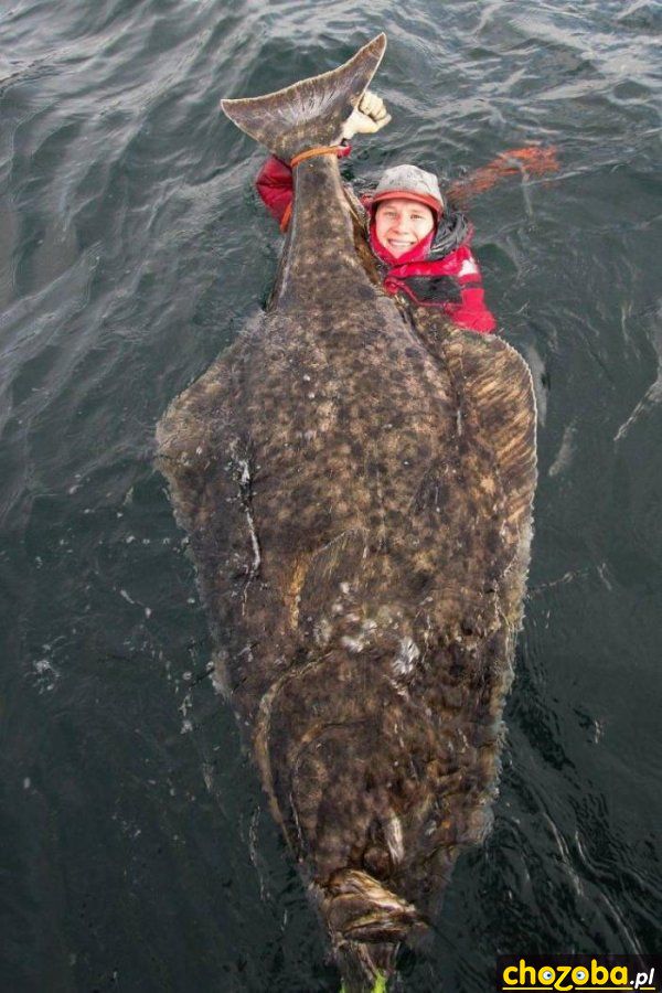 Duży karp