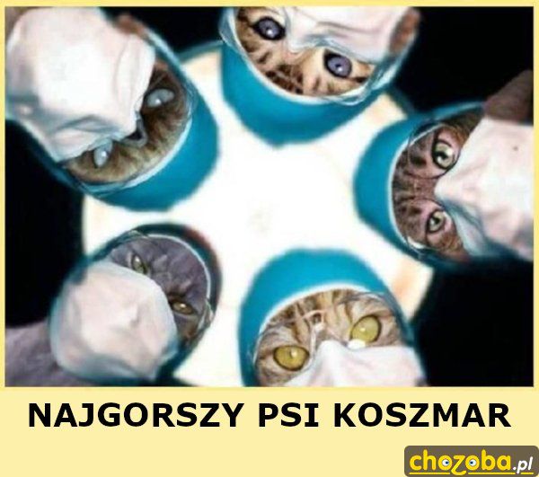 Najgorszy psi koszmar