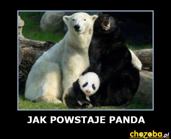 Jak powstaje panda
