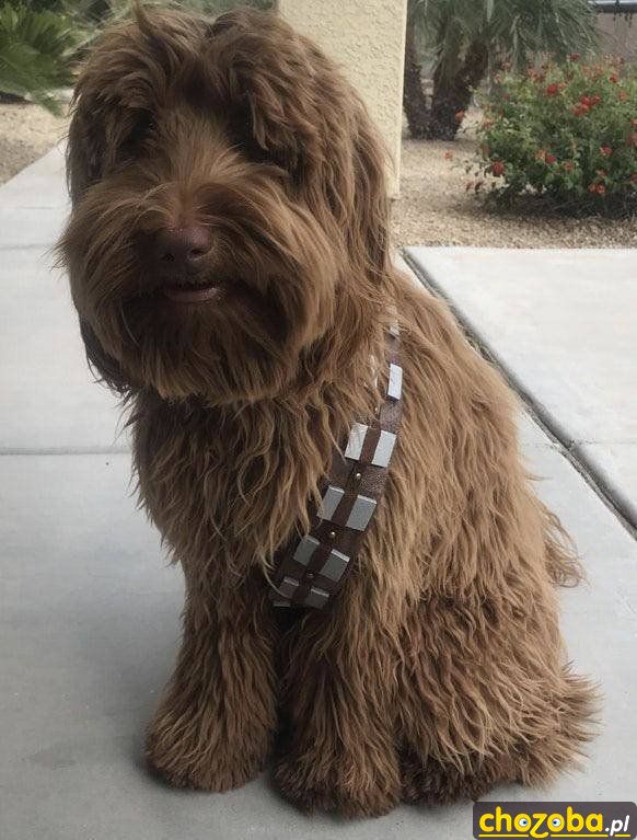 Chewbacca