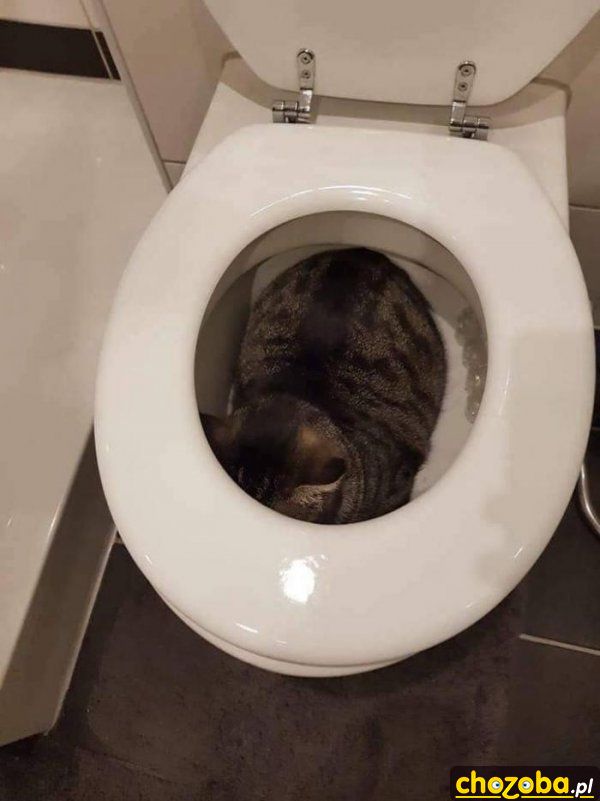 WC kot