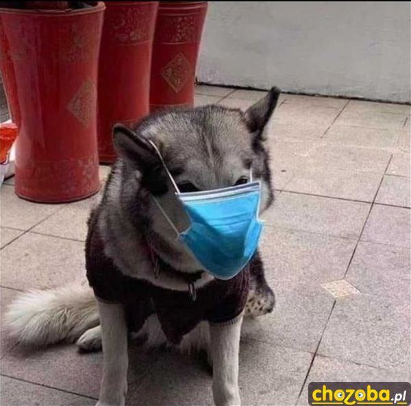 Pies w Chinach