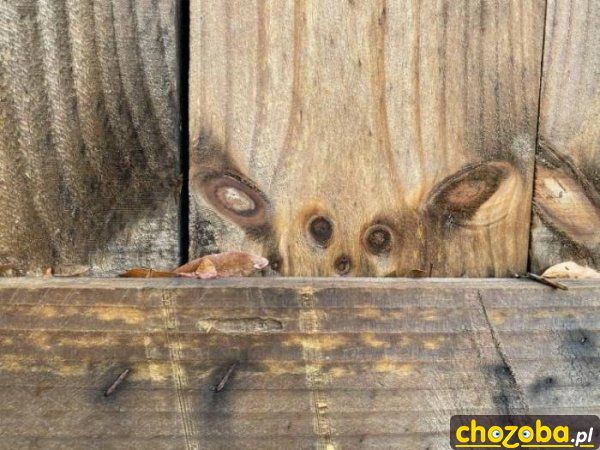 Stworek