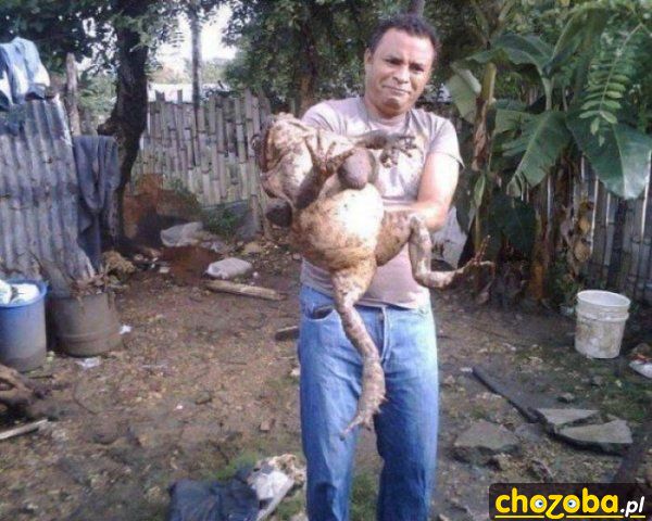 Mega żaba