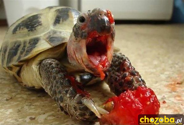 Aaaaaaa!