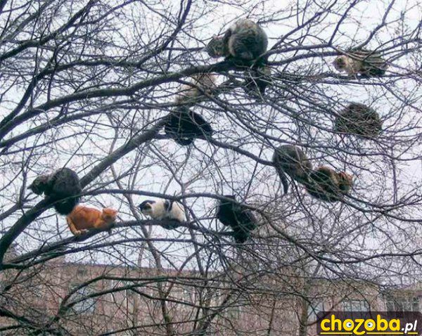 Koty drzewne
