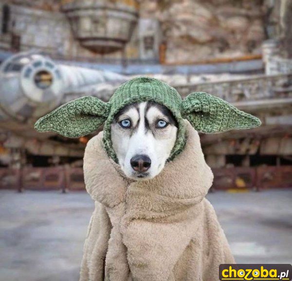 Yoda