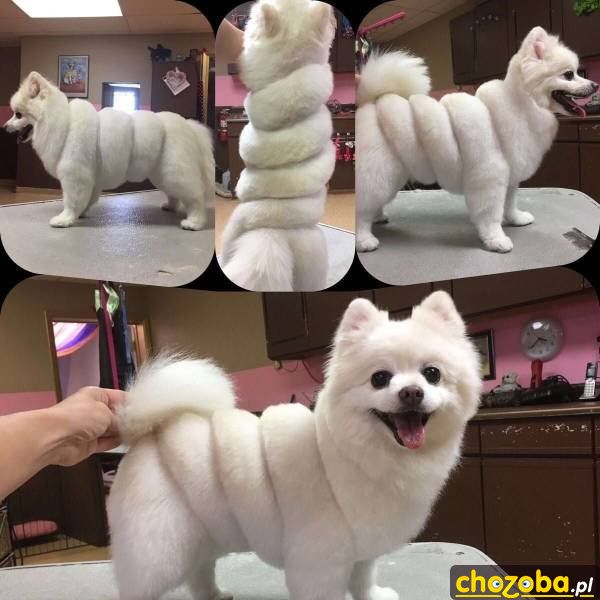 Pies Michelin