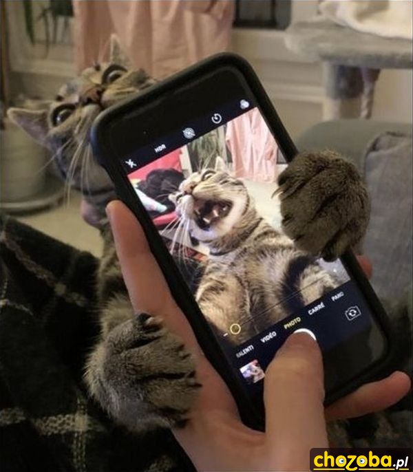 Kocie selfie