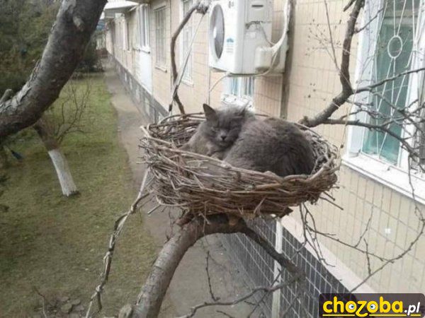 Nowy gatunek ptaka