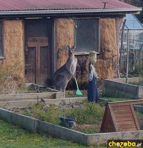 Ja tu tylko grabię