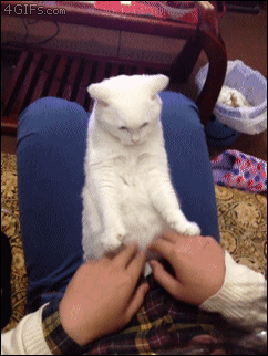 Łapki