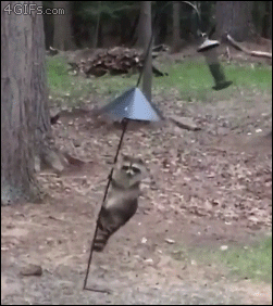 Szop ninja