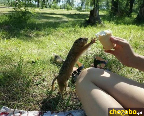 Daj loda!