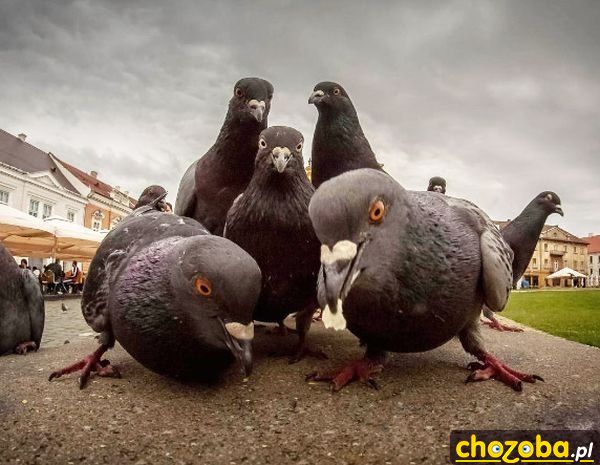 Joł! Joł!
