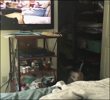 Pies chce wskoczyć do telewizora