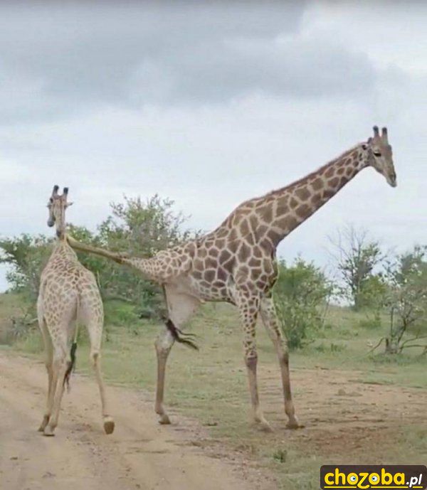 Z kopa