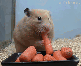 Chytry chomik