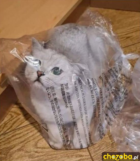 Zapakowany kot