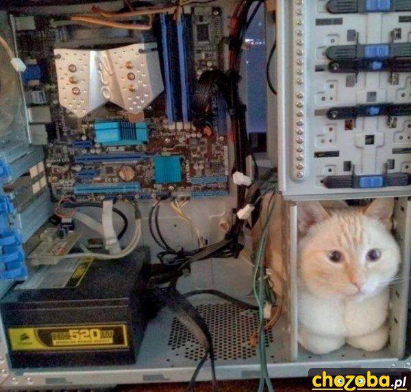 Kot komputerowy