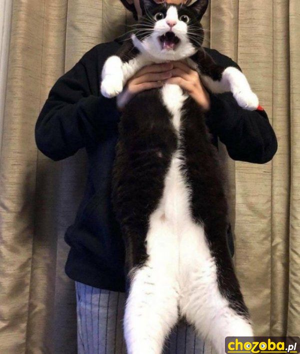 Kiciuś