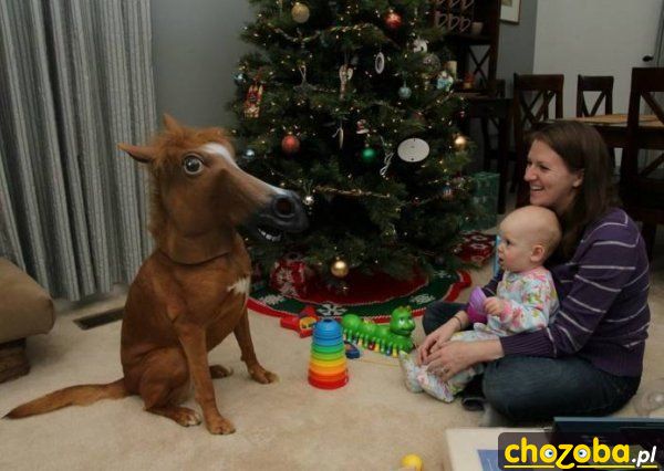 Konik pod choinkę