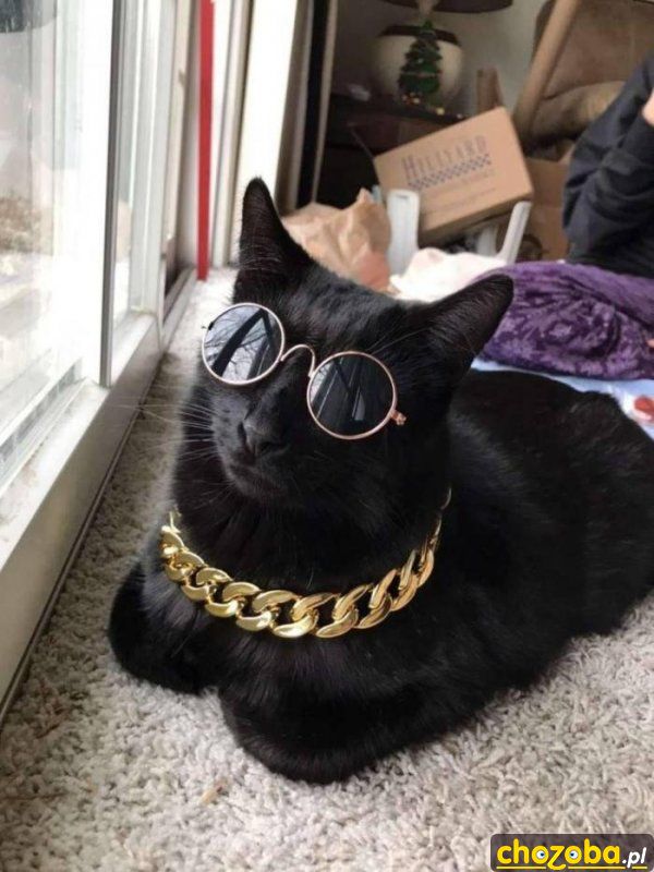 Koci boss