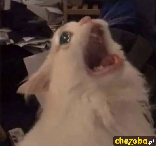 Aaaaaa!