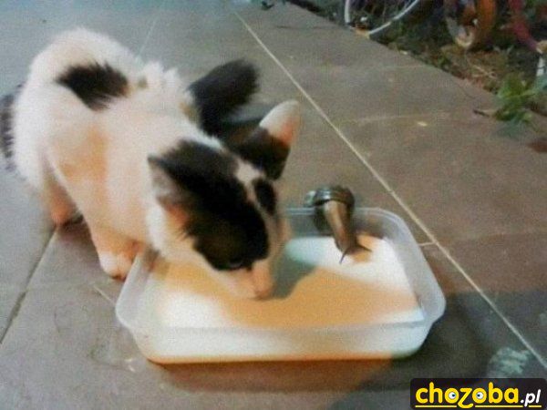 Ślimak z kotem piją mleko