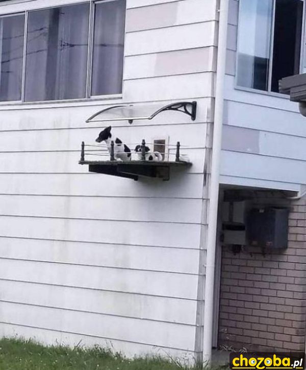 Balkon dla psa