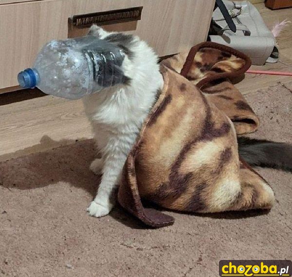 Dziwny koteł