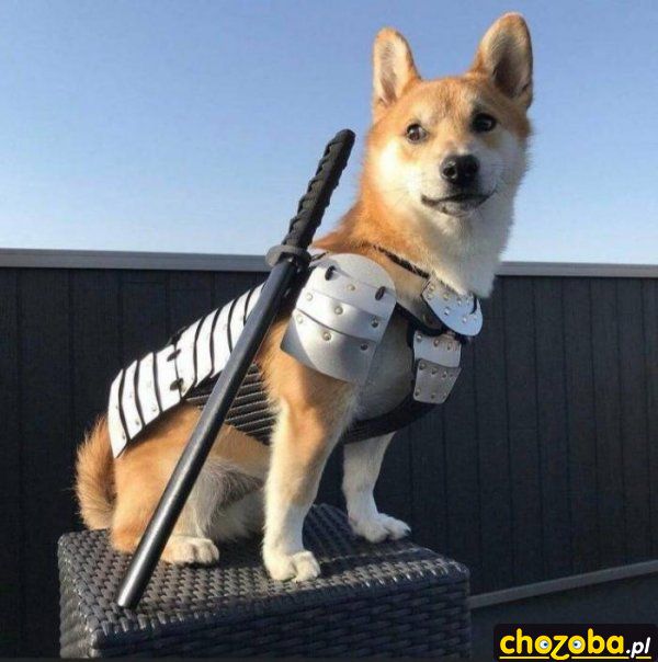Psi ninja