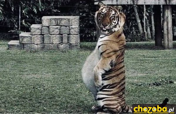 Po latach w zoo