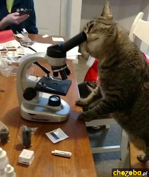 Kot pracujący nad szczepionką