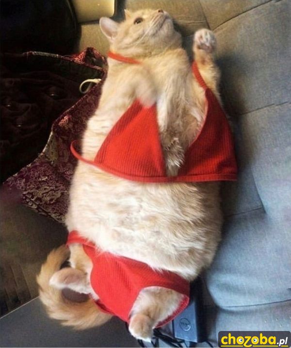 Kocica w bikini