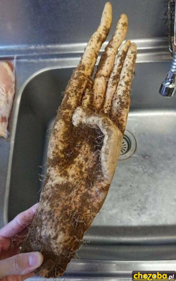 Ręka