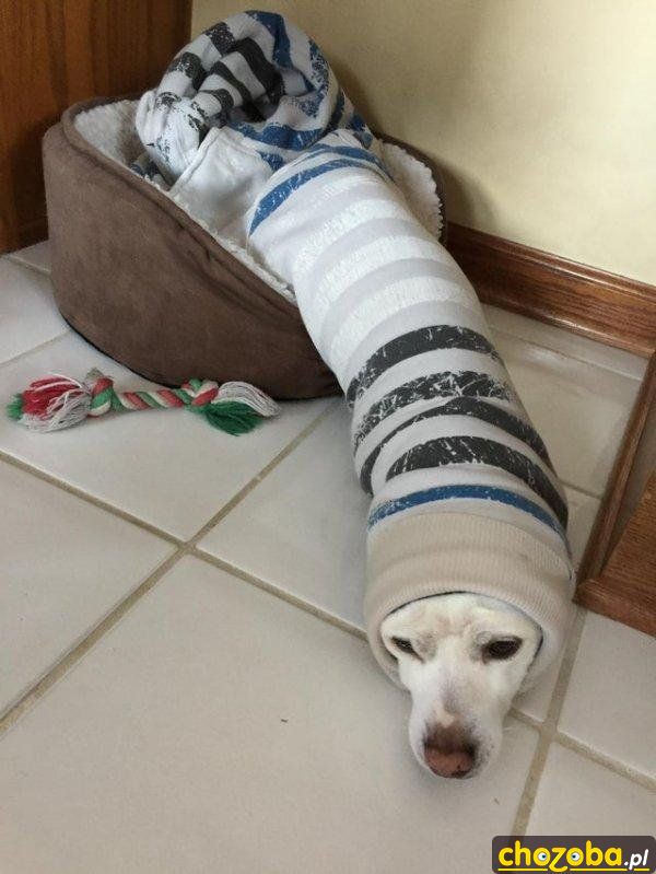 Wąż