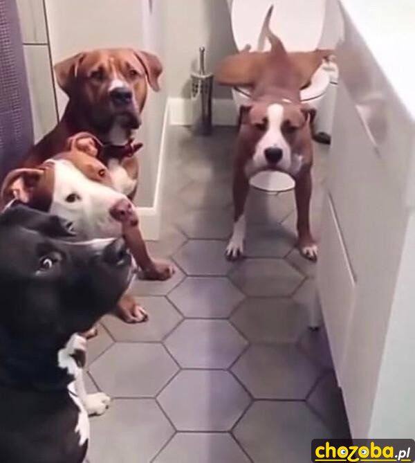 Psy w toalecie