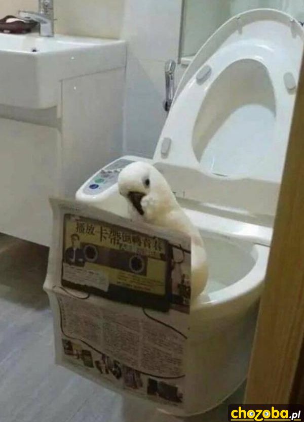 Papuga w toalecie