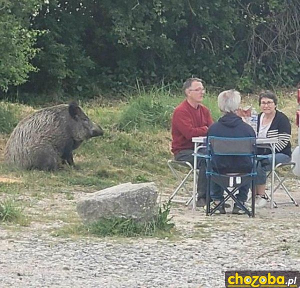 Piknik z dzikiem