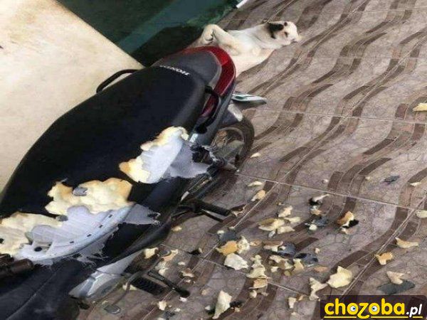 Pies zeżarł motor