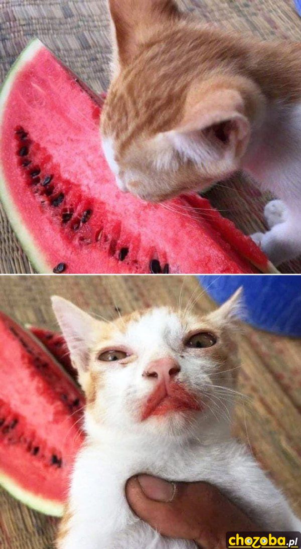 Kot jadł arbuza
