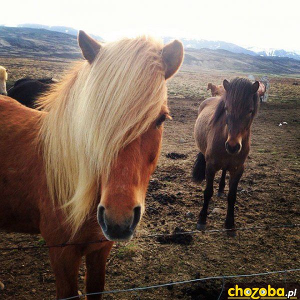 Blondynka