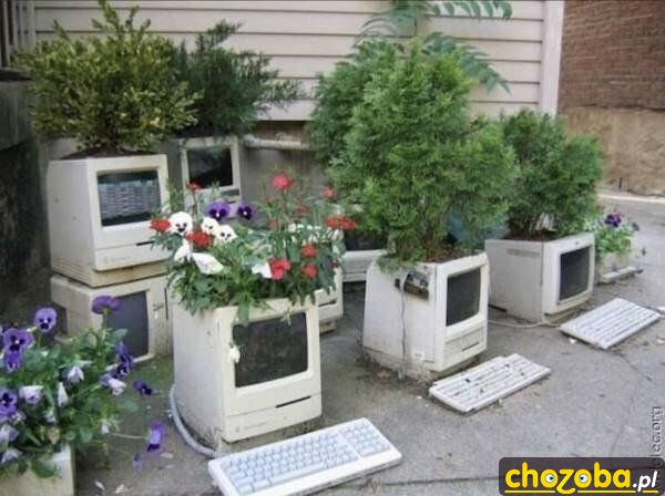 Doniczki informatyków