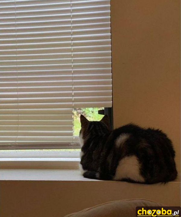 okienko-dla-kota
