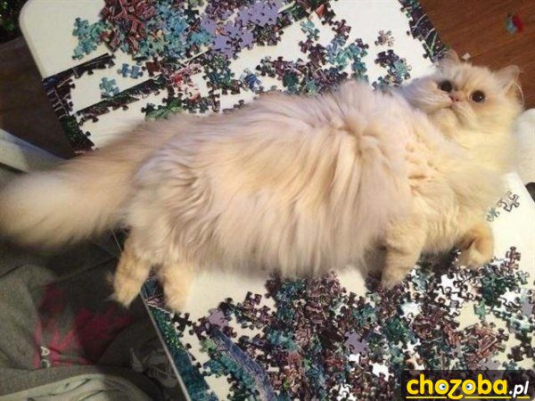 Poukładaj sobie puzzle