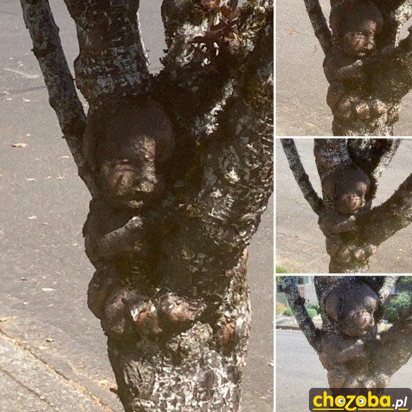 Drzewne dziecko