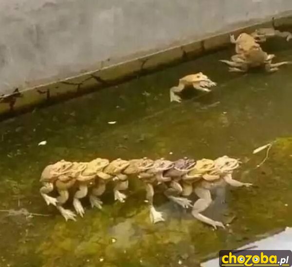 Jedzie pociąg z daleka... - ChoZoba.pl - śmieszne obrazki, gify, filmy