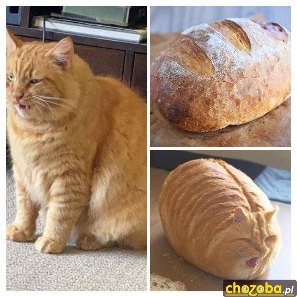 Kot skrzyżowany z chlebem